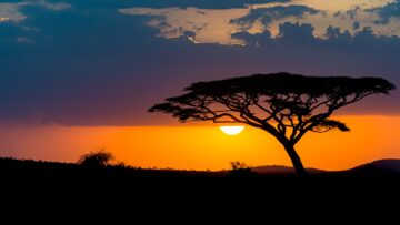 Mesmerizing view of the silhouette of a tree in the savanna plains during sunset