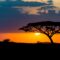 Mesmerizing view of the silhouette of a tree in the savanna plains during sunset